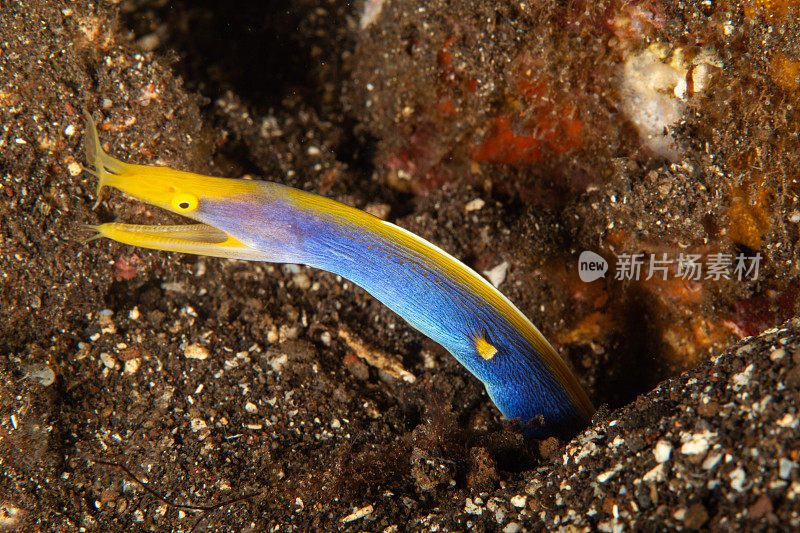 巨型马里鳗鱼(Gymnothorax javanicus)默里